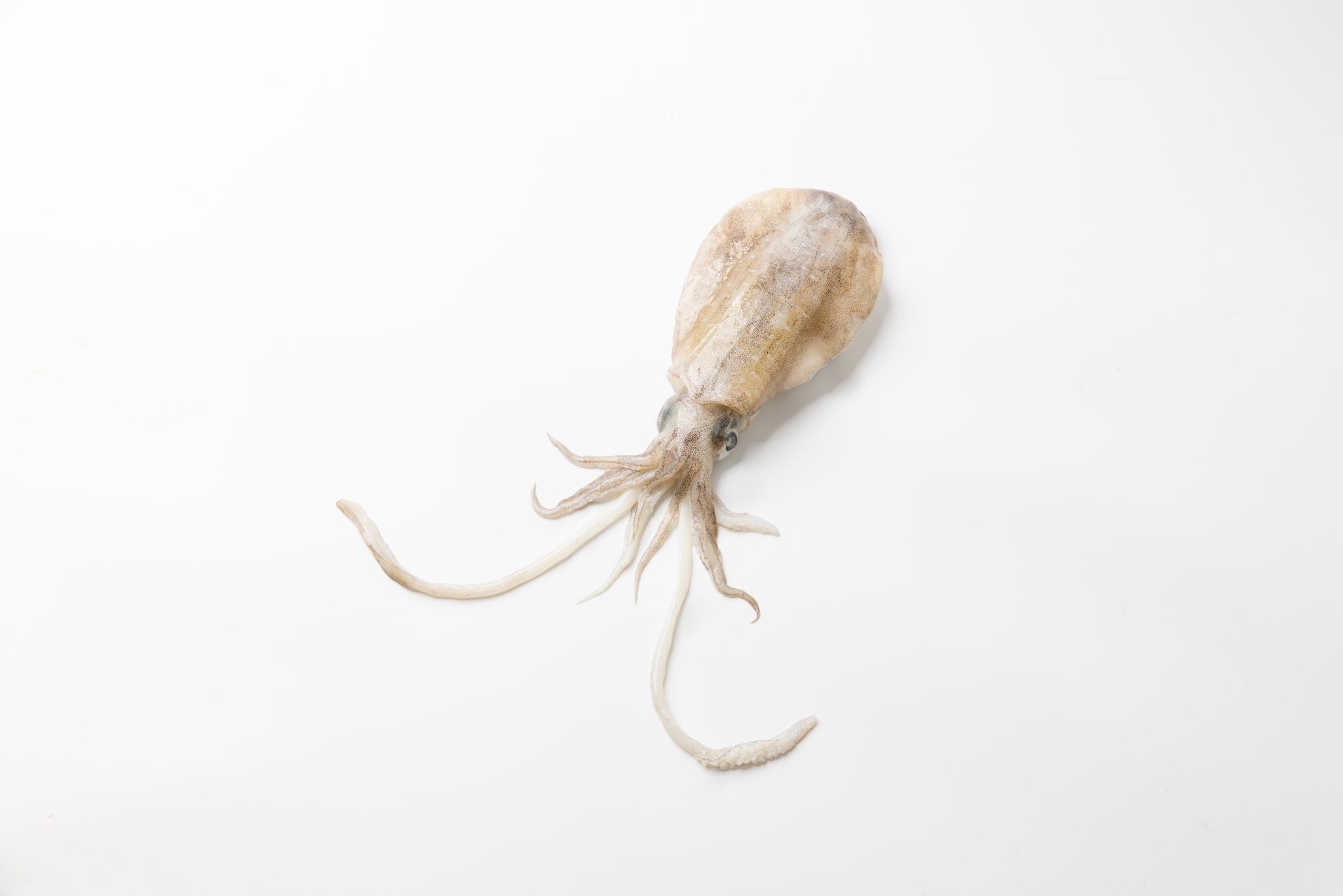 軟絲|SOFT CUTTLEFISH – 樂客生活事業